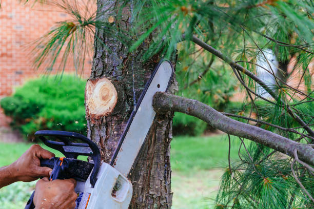 Best Tree Trimming and Pruning  in Kotlik, AK